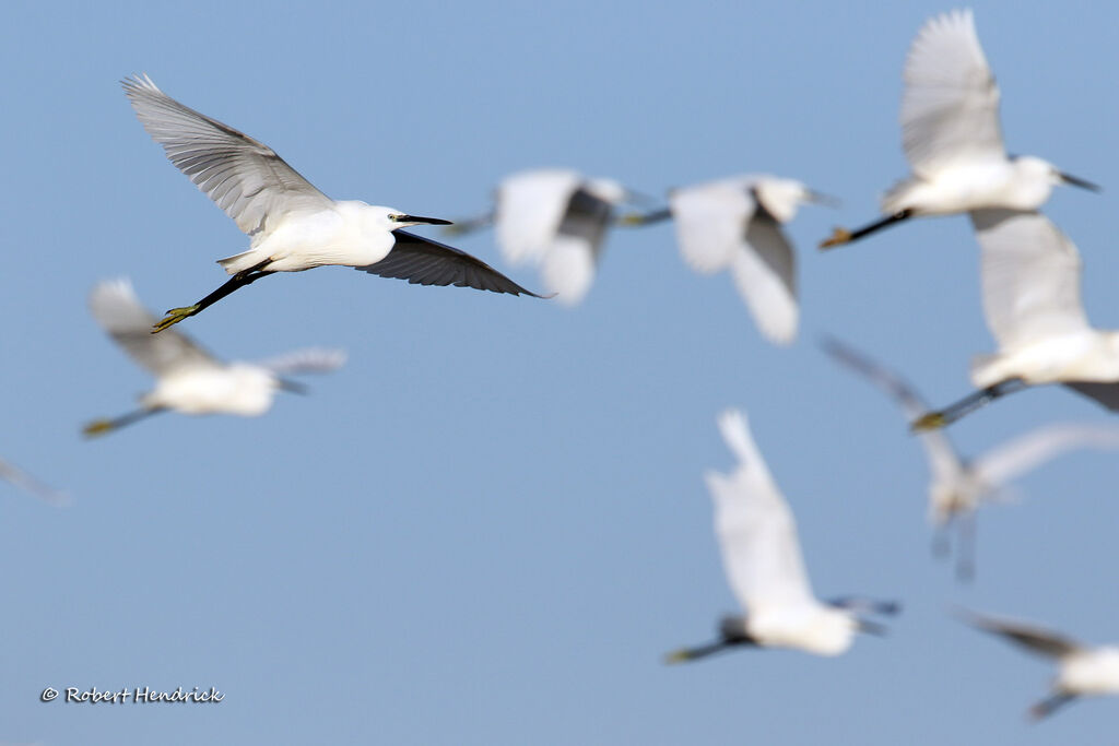 Great Egret