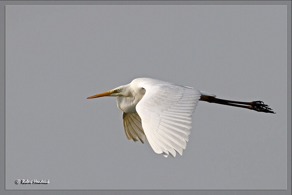 Grande Aigrette