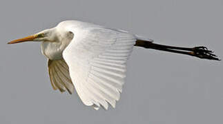 Great Egret