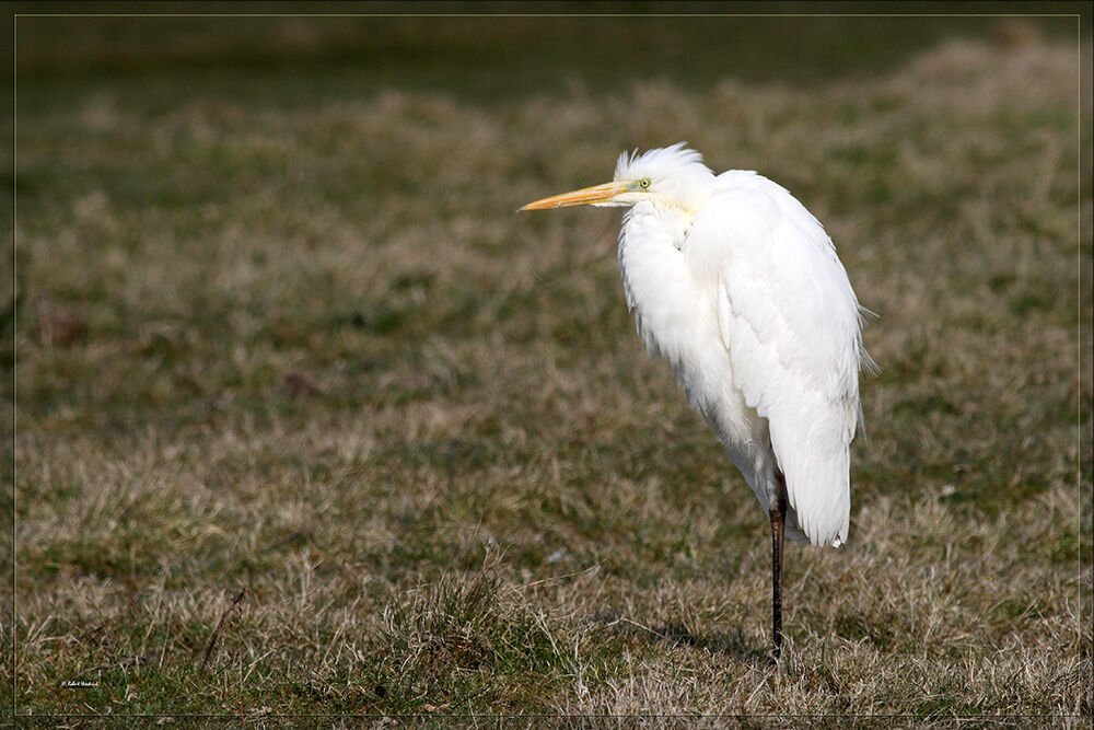 Great Egret