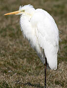 Great Egret