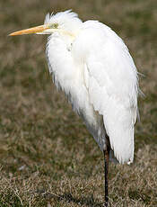 Grande Aigrette