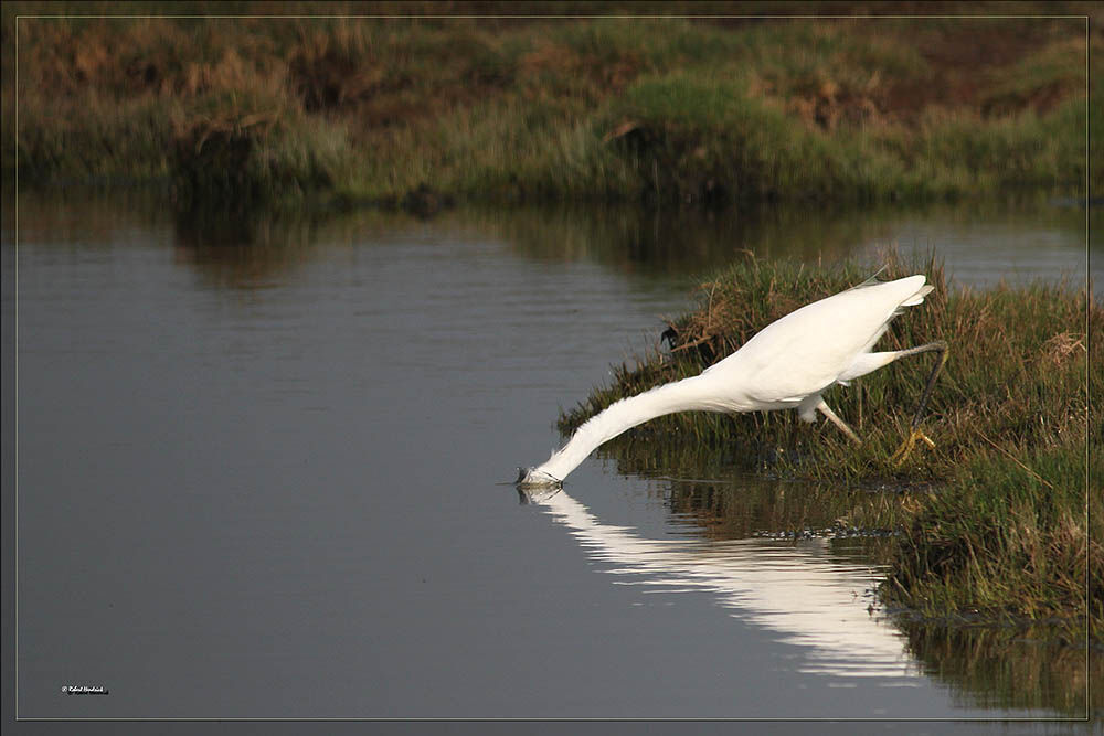 Grande Aigrette