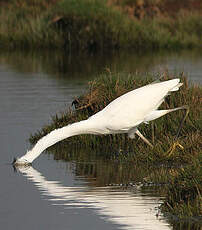 Grande Aigrette