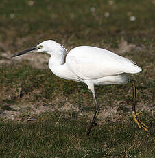 Grande Aigrette