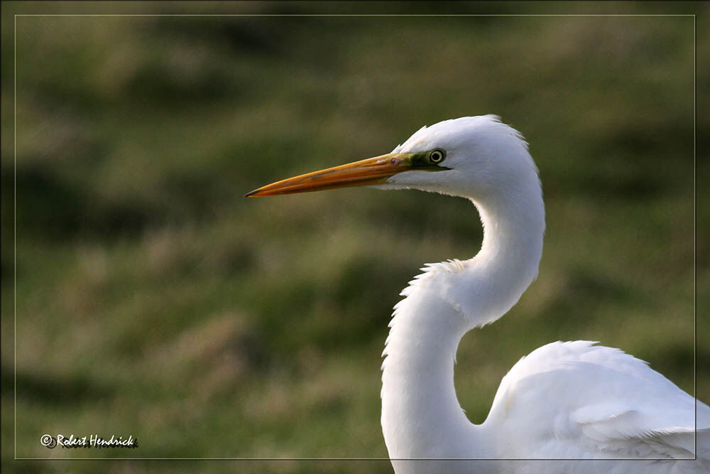 Grande Aigrette