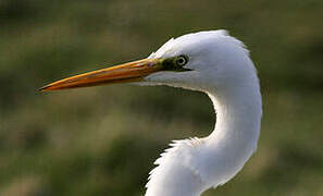 Grande Aigrette