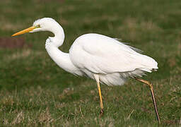 Grande Aigrette