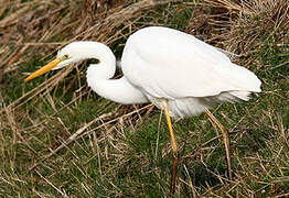 Grande Aigrette