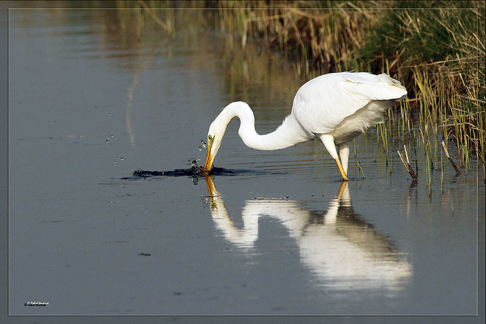 Great Egret