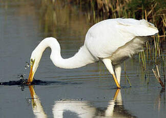 Grande Aigrette