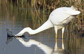 Grande Aigrette