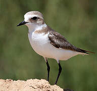 Kentish Plover