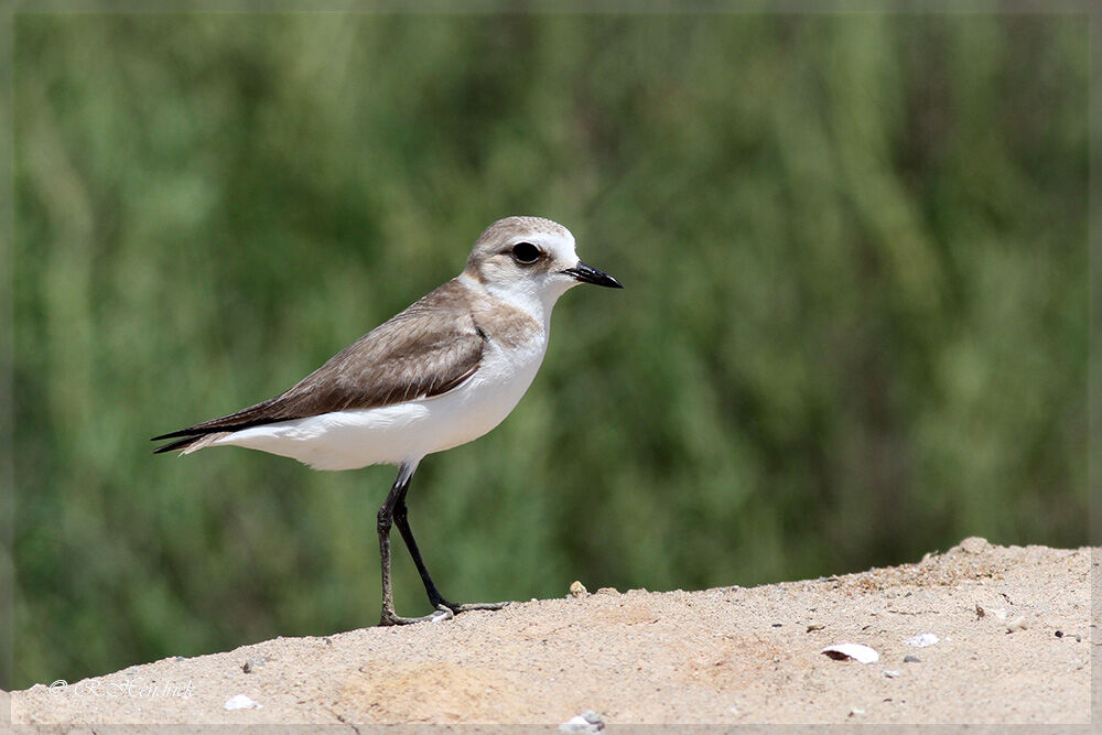 Kentish Plover