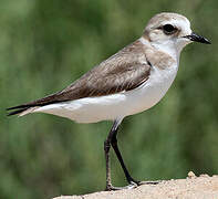 Kentish Plover