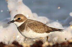 Greater Sand Plover