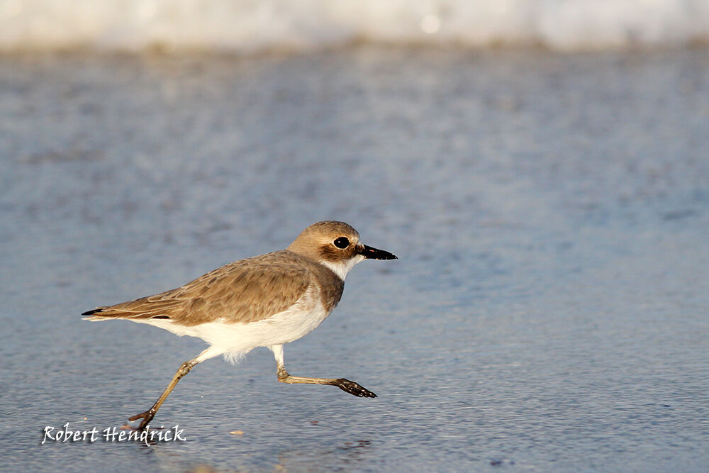 Greater Sand Plover