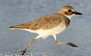 Greater Sand Plover