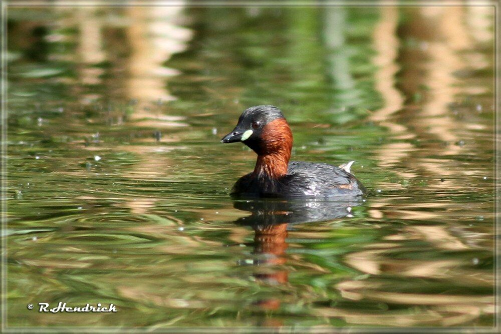 Little Grebe