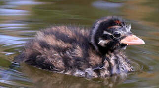 Little Grebe