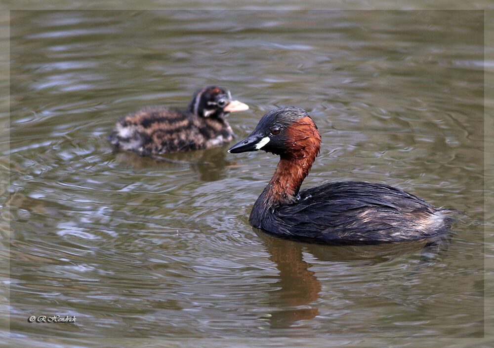 Little Grebe