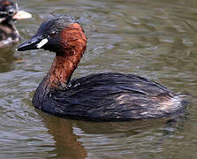 Little Grebe