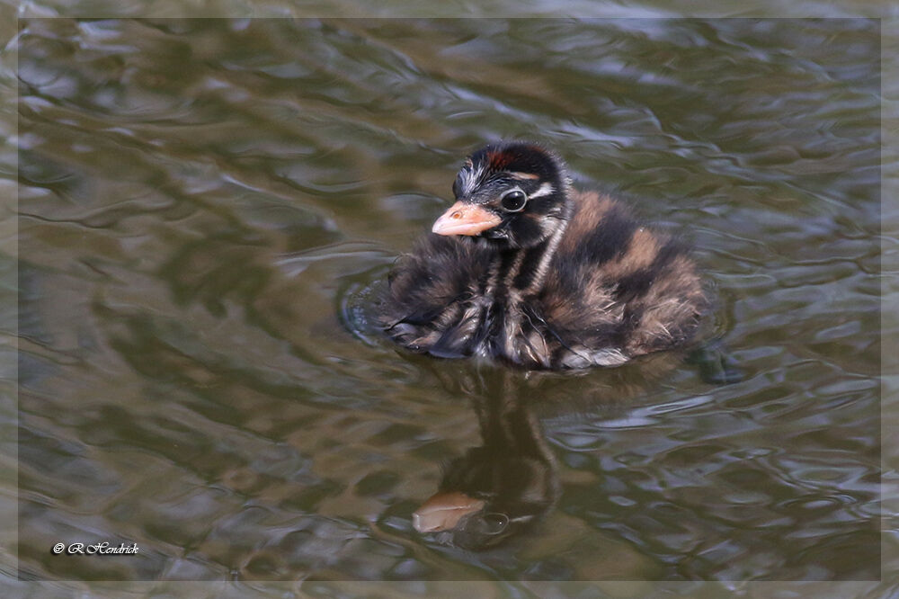 Little Grebe