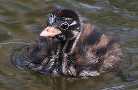 Little Grebe