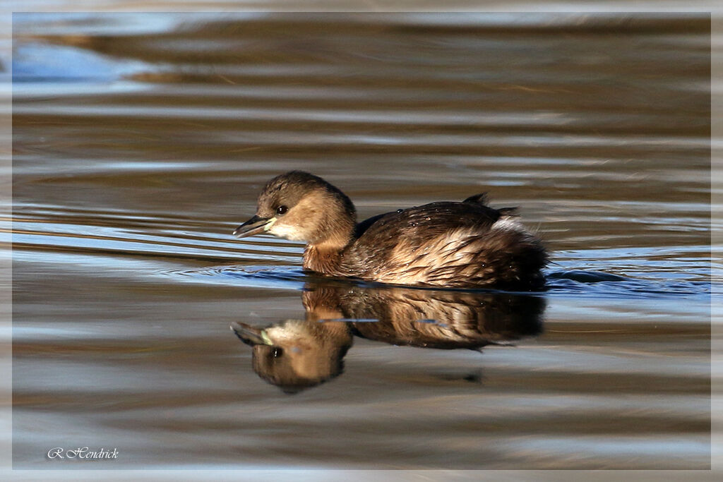 Little Grebe