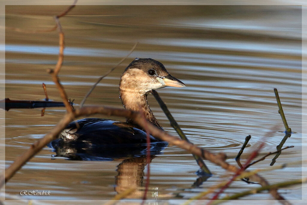 Little Grebe