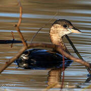 Little Grebe