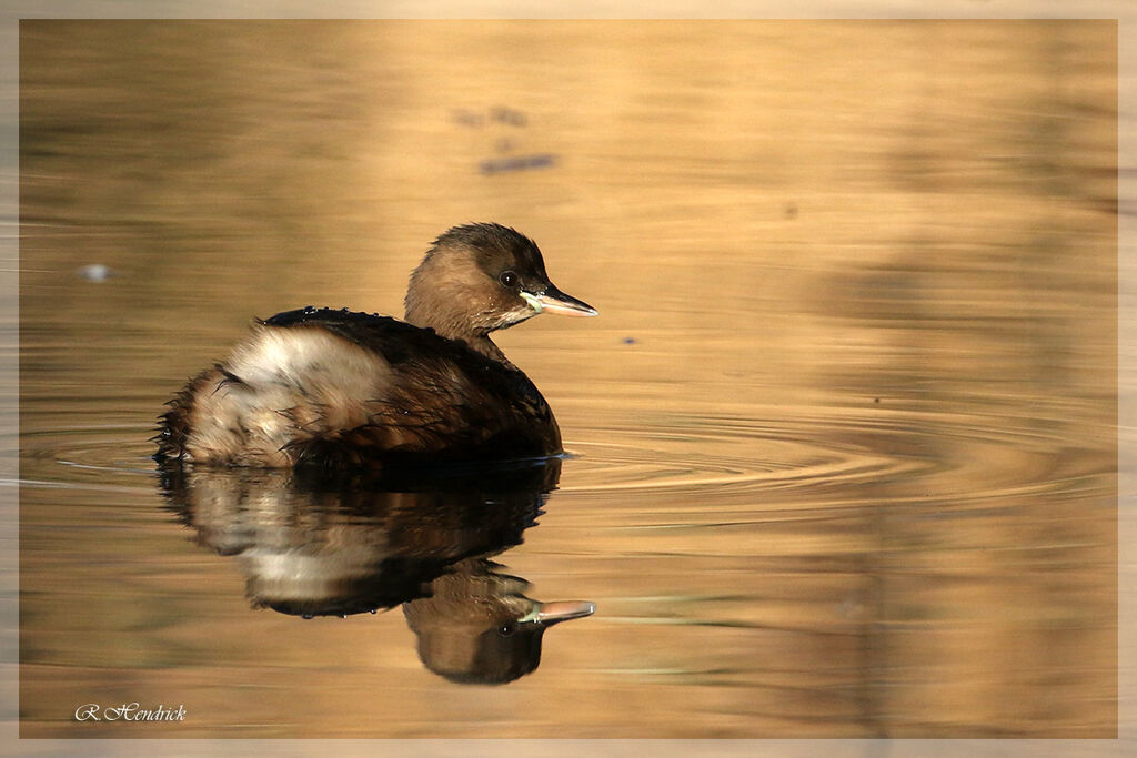 Little Grebe