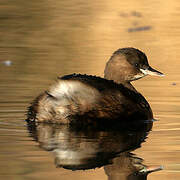 Little Grebe