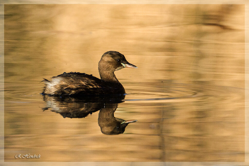 Little Grebe