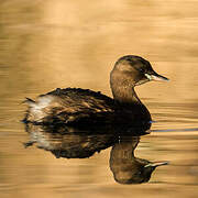 Little Grebe