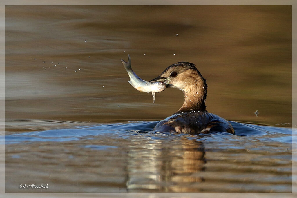 Little Grebe