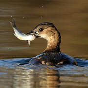 Little Grebe