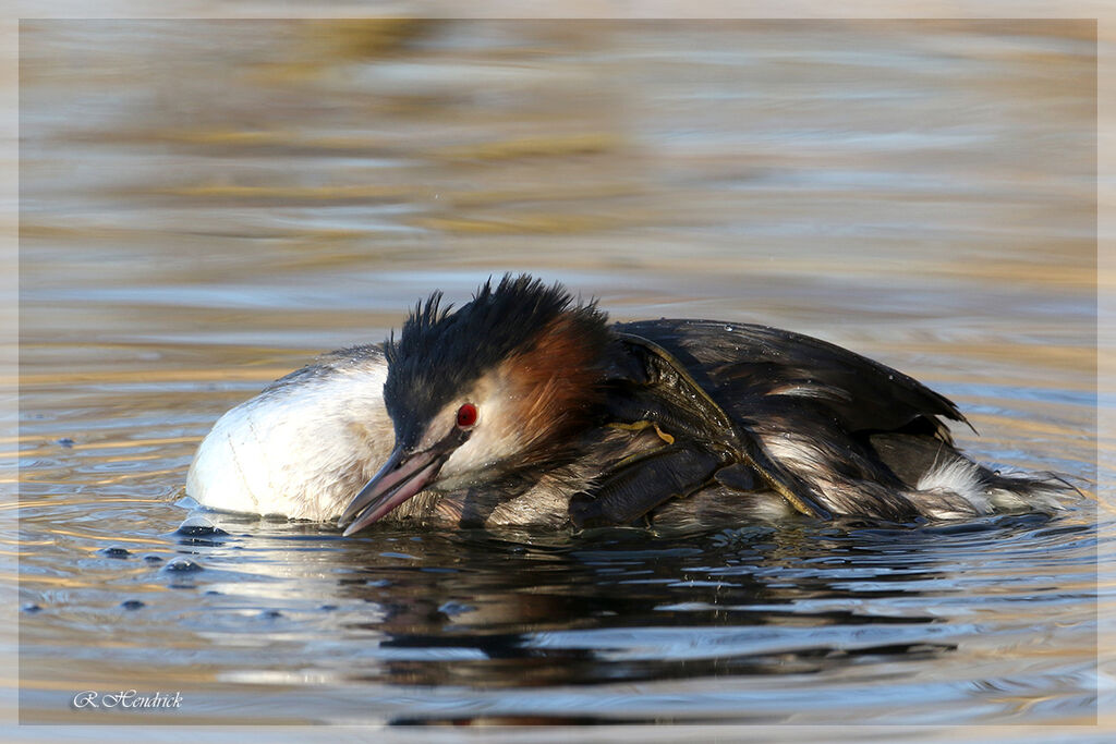 Great Crested Grebe