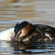 Great Crested Grebe