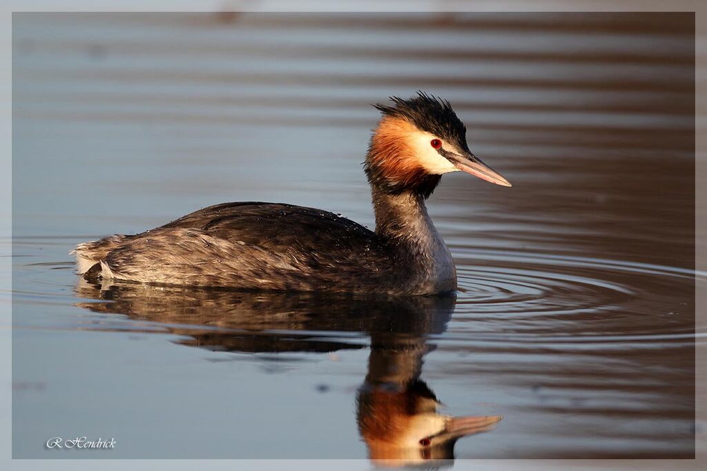 Great Crested Grebe