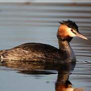 Great Crested Grebe