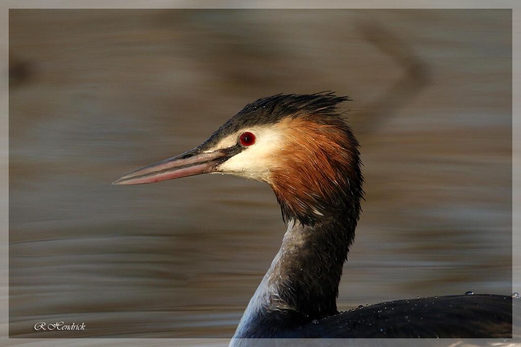 Great Crested Grebe