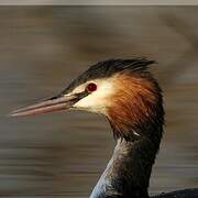 Great Crested Grebe