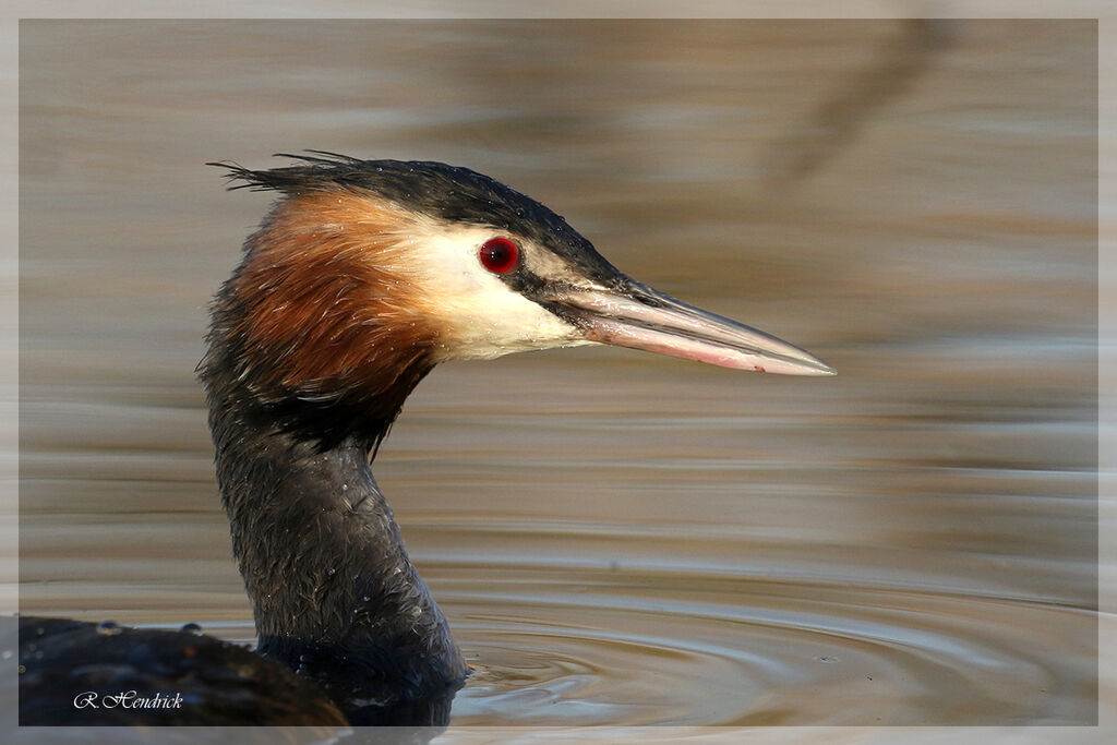 Great Crested Grebe