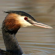 Great Crested Grebe