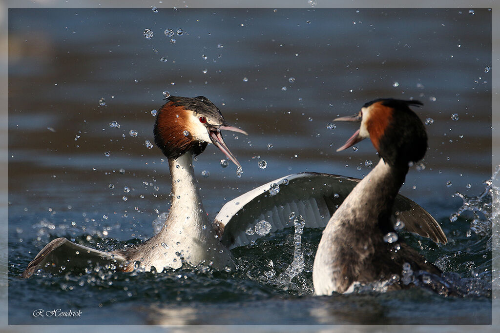 Great Crested Grebe