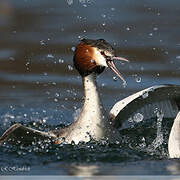 Great Crested Grebe