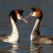 Great Crested Grebe