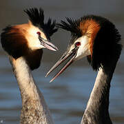 Great Crested Grebe