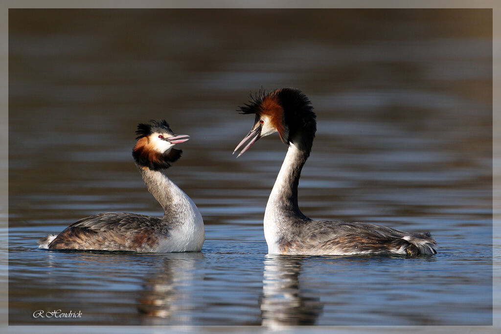 Great Crested Grebe